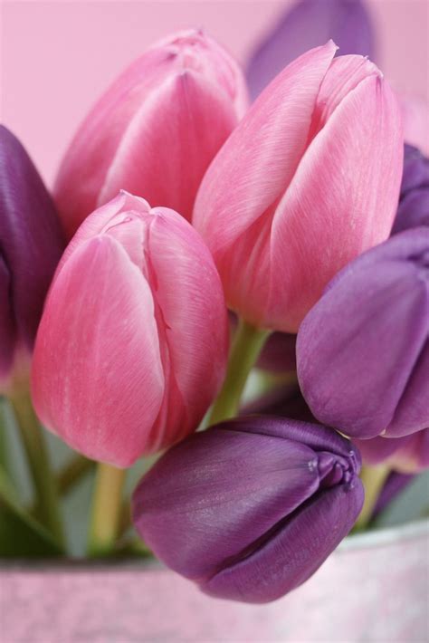 Pin By Bianca On Pink And Purple Beautiful Bouquet Of Flowers Tulips