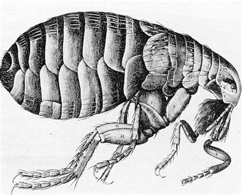 The Black Death Rats And Fleas