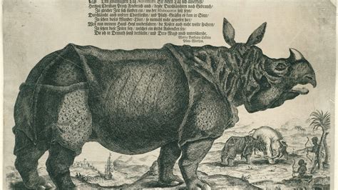 Athena Art Foundation — Clara The Rhinoceros
