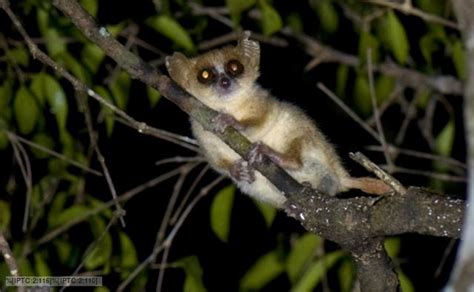 Madame Berthes Mouse Lemur Alchetron The Free Social Encyclopedia