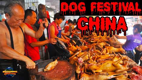 Dog Festival In China 2 करोड़ कुत्तों को मारकर खा जाते हैं चीन के लोग