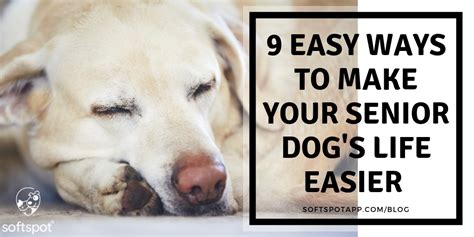 9 Easy Ways To Make Your Senior Dogs Life Even Better Softspot