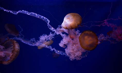 Jellyfish Wallpapers Photos And Desktop Backgrounds Up To 8k 7680x4320 Resolution