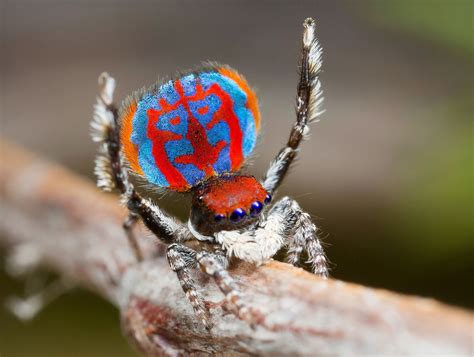 23 Of The Most Powerful Photos Of This Week Spider Species Spider