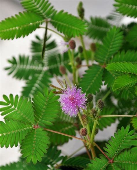 Mimosa Pudica Plant Moving Plants Sensitive Plant Plants