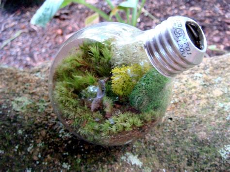 Light Bulb Moss And Lichen Terrarium Great For Home Or Office Nice