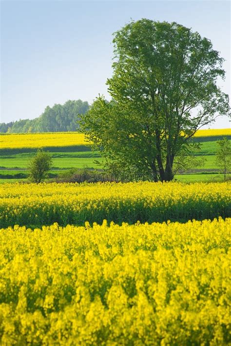 Tree And Yellow Flowers On Meadow Stock Image Image Of Blue Nature