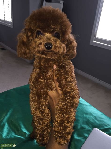 Red Teacup Poodle Stud Stud Dog Whitby Breed Your Dog