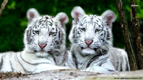 White Tiger Cubs With Blue Eyes Wallpaper Amazing Wallpapers