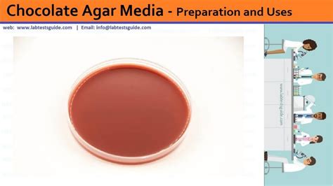 Chocolate Agar Media Preparation And Uses Lab Tests Guide