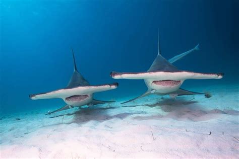 The Nine Species Of Hammerhead Shark Dive Magazine