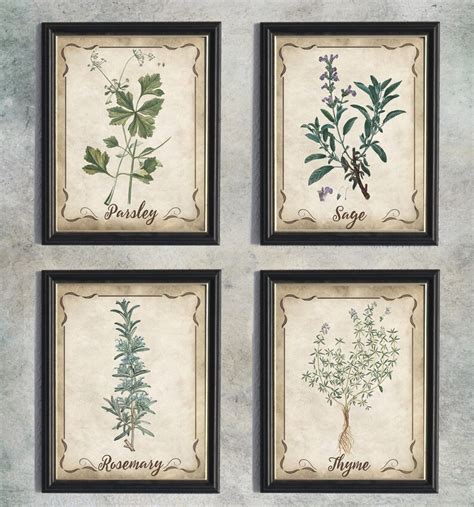 Parsley Sage Rosemary And Thyme Vintage Botanical Print Set Etsy