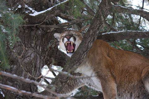 Tips For Hunting Mountain Lions Colorado Outdoors Online
