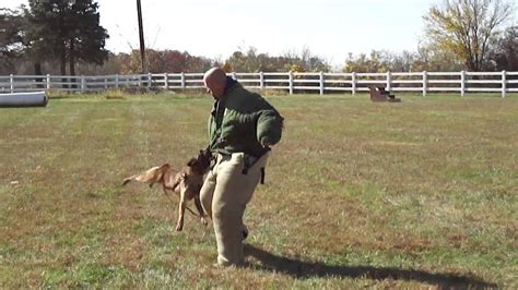 Police And Military K9 Training Basic Bite Work With Bite Suit Youtube