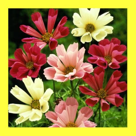 Flower Cosmos Sea Shells Heritage Open Pollinated Seeds