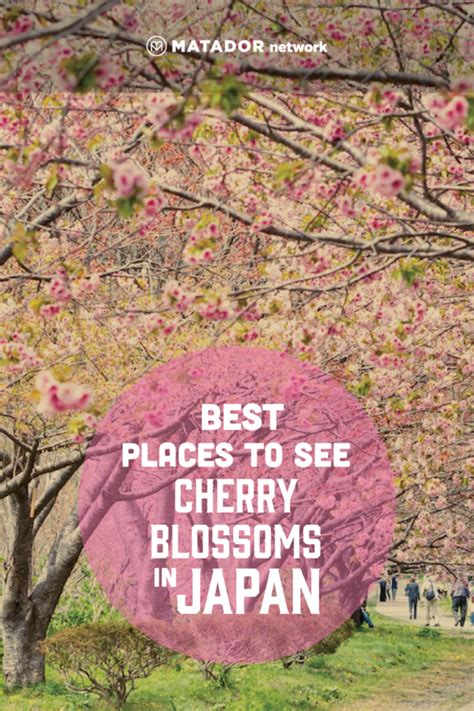 Everything You Need To Know About Japans 2020 Cherry Blossom Season