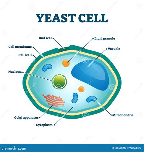 Yeast Cell Structure