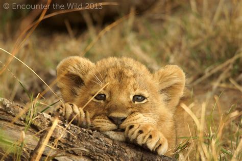 Adorable Lion Cub Lion Cub In The Wild 6000x4000 Wallpaper