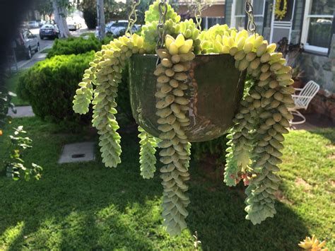 Hanging Planter With Donkey Tails 2 Years Old By Diana Brummett