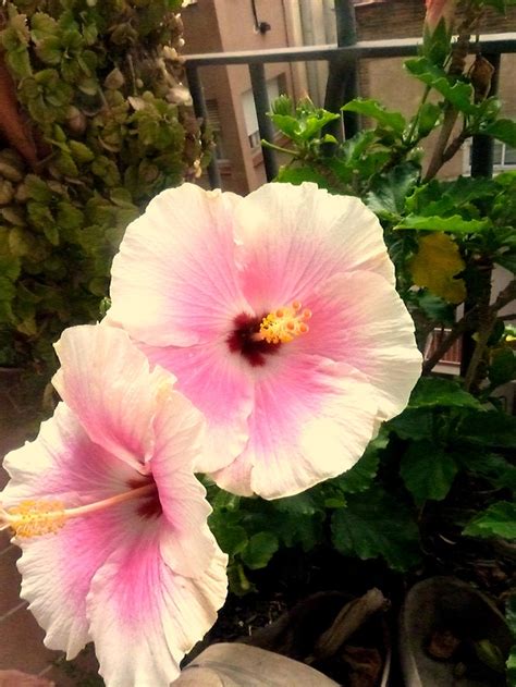 Caracteristicas de plantas obelisco flor jardinería rosa de sharon plantas naturaleza jardines flores flores increíbles. 159 best Flor de Obelisco images on Pinterest