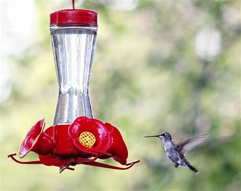 This recipe really is so simple and requires very little time. Homemade Hummingbird Nectar | Hummingbird nectar, Homemade ...