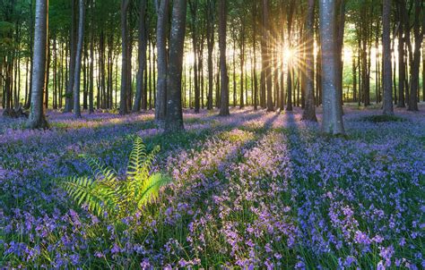 Wallpaper Forest Summer Flowers Images For Desktop Section природа