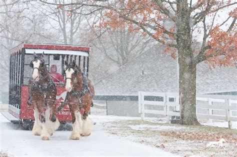 Clydesdales Working At The Kentucky Horse Park Kentucky Horse Park