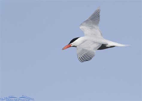 Caspian Tern Images Mia Mcpherson S On The Wing Photography