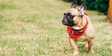 For instance, the chihuahua has an average life expectancy of 17 years, thanks to a low likelihood of genetic health. French Bulldog Growth Chart | When Do French Bulldogs Stop ...