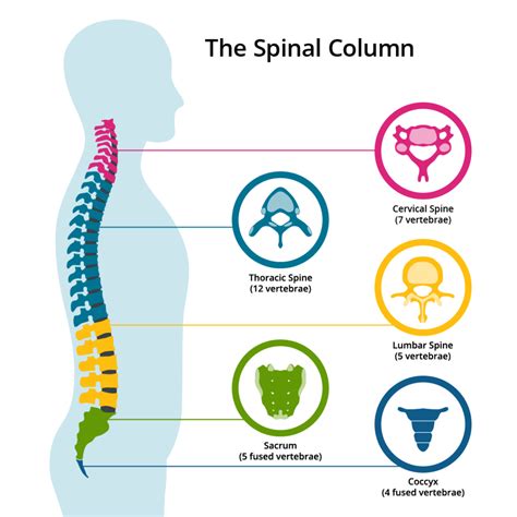 What Are The 5 Sections Of The Spine Spinal Column Anatomy Bc