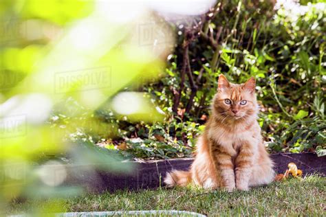 Cat Sitting In Backyard Grass Stock Photo Dissolve
