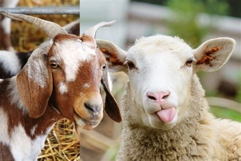 Perbedaan Domba Dengan Kambing Madani Farm Jogja