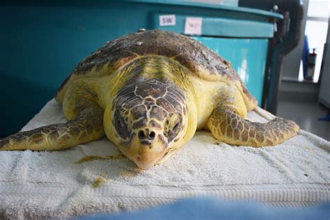 Ask An Expert How Long Can Loggerhead Sea Turtles Live South
