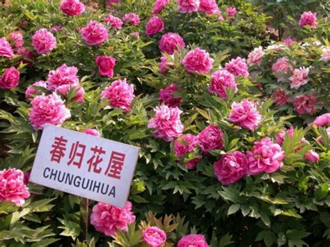 The Fabulous Peony Time In China The 29th Annual Peony Festival Opens