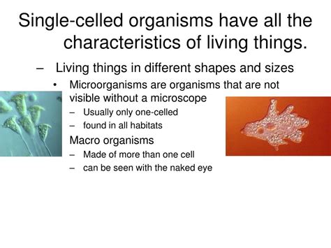Ppt Single Celled Organisms Have All The Characteristics Of Living