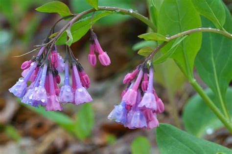 West Virginia Native Plants List 19 Stunning Flowers For Your Landscape