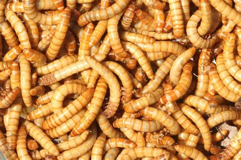 Früher wurden sie in den familienrang gestellt und entsprechend wissenschaftlich als malachiidae bezeichnet. Kleine Würmer im Bad: 4 mögliche Würmer mit Bild ...