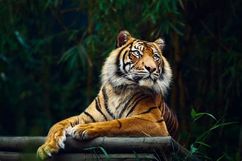 Tiger Animals Big Cats Nature Wallpaper Resolution1500x1000 Id