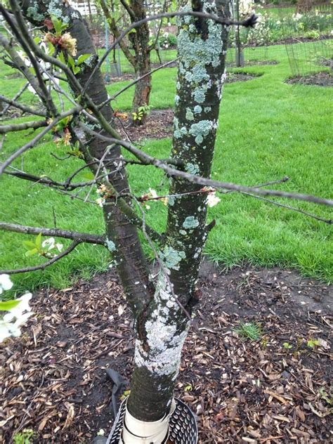 Prune out any infected wood and remove leaf litter and mummified fruit from branches in late fall. Scale, Fungus, or Lichen on Montmorency Cherry Tree Bark ...