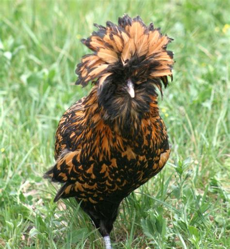 golden laced polish tophat barnyard buddies rooster chickens