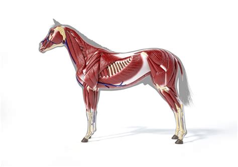 Complete Guide On Horse Muscle Domestic And Sport