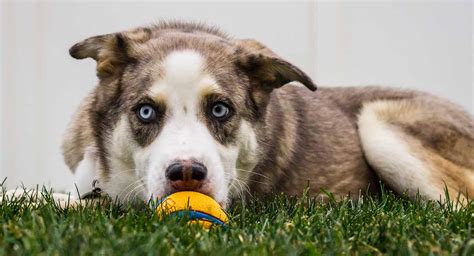 We did not find results for: Australian Shepherd Husky Mix - Two Hard-Working Breeds