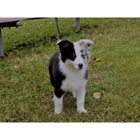 Free puppies in columbia sc. Akc registerable Australian Shepherd puppies 16 weeks old in Little Rock, Arkansas - Puppies for ...