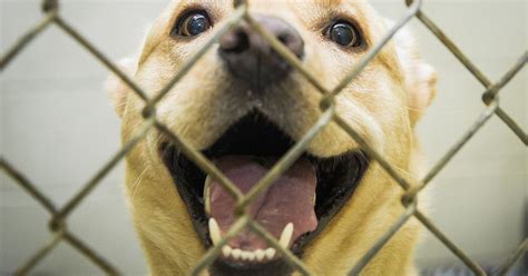 Muncie Animal Shelter Offering 25 Pet Adoptions During July