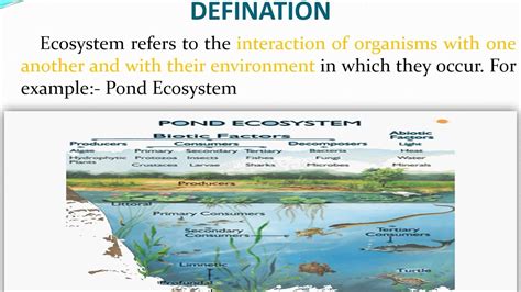 Ecosystem Presentation Ecology Akibs Biology Ppt Youtube