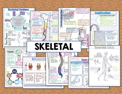 Anatomy And Physiology Doodle Notes Bundle Suburban Science