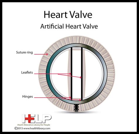 Heart Valve Artificial Heart Valve Artificial Heart Valve Aortic
