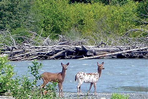 Rare Piebald Blacktail Deer Fawns Spotted In Clallam