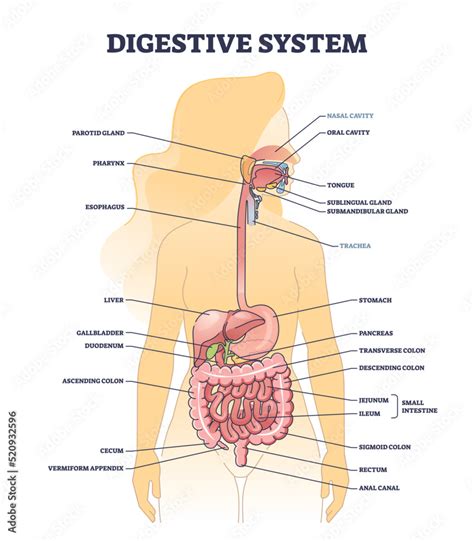 Digestive System Medical Body Structure Description Outline Diagram Labeled Educational