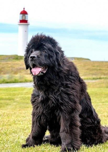 Dog57 — Newfoundland Dog Breed Facts And Traits